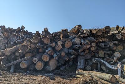 A pile of tree logs