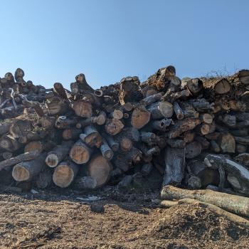 A pile of tree logs