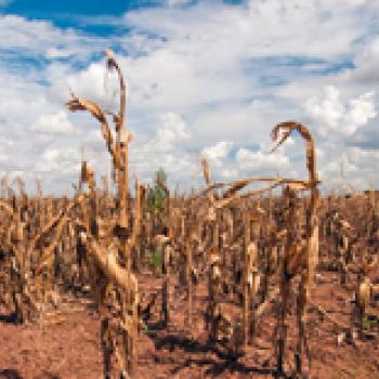 corn drought