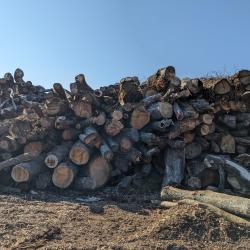 A pile of tree logs